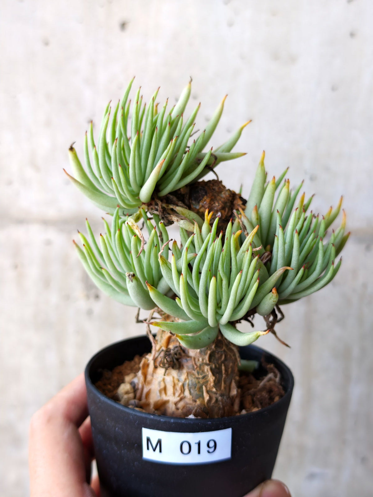 【現品限り】チレコドン・ペアルソニー 現地株 発根済み【M19】 Tylecodon pearsonii
