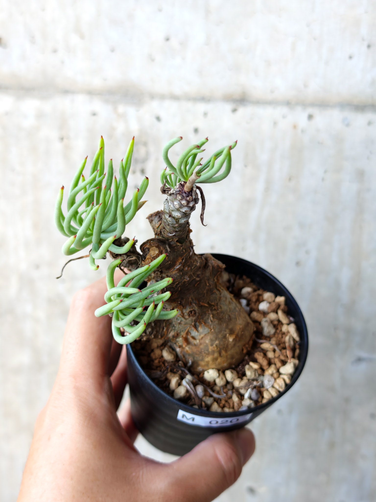 チレコドン(Tylecodon) – プラントブラザーズ