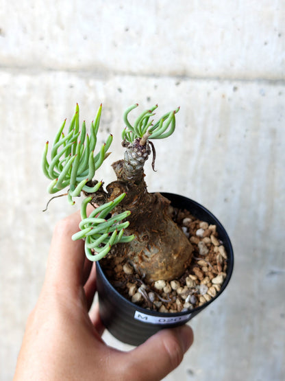 【現品限り】チレコドン・ペアルソニー 現地株 発根済み【M20】 Tylecodon pearsonii