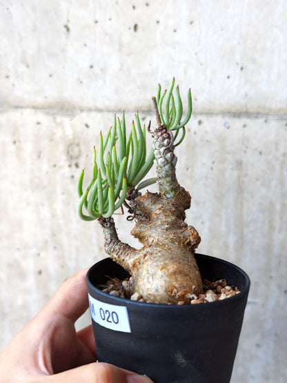 【現品限り】チレコドン・ペアルソニー 現地株 発根済み【M20】 Tylecodon pearsonii