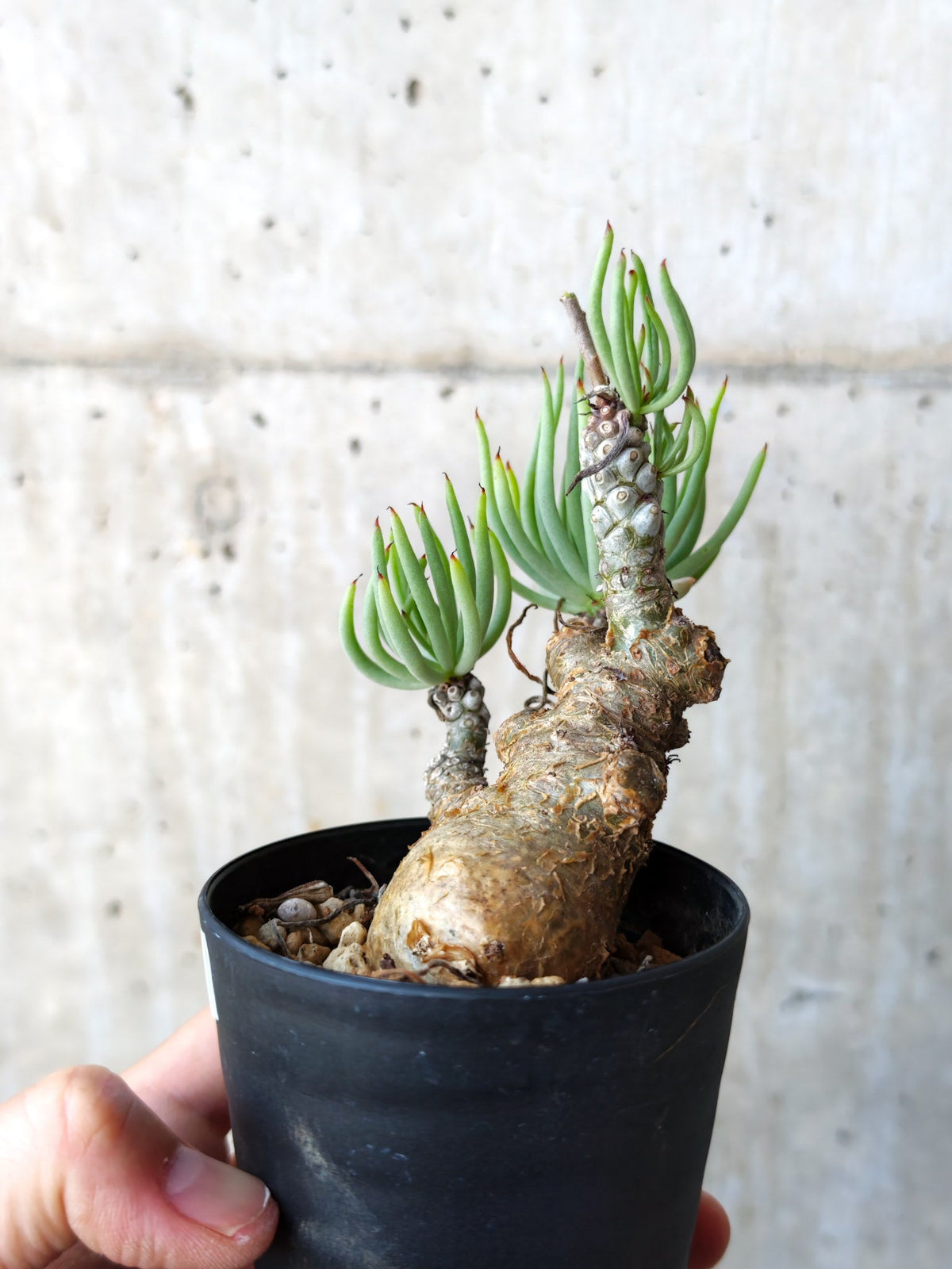 【現品限り】チレコドン・ペアルソニー 現地株 発根済み【M20】 Tylecodon pearsonii