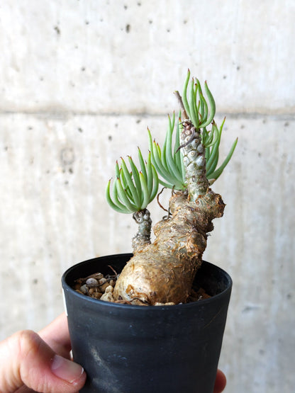 【現品限り】チレコドン・ペアルソニー 現地株 発根済み【M20】 Tylecodon pearsonii