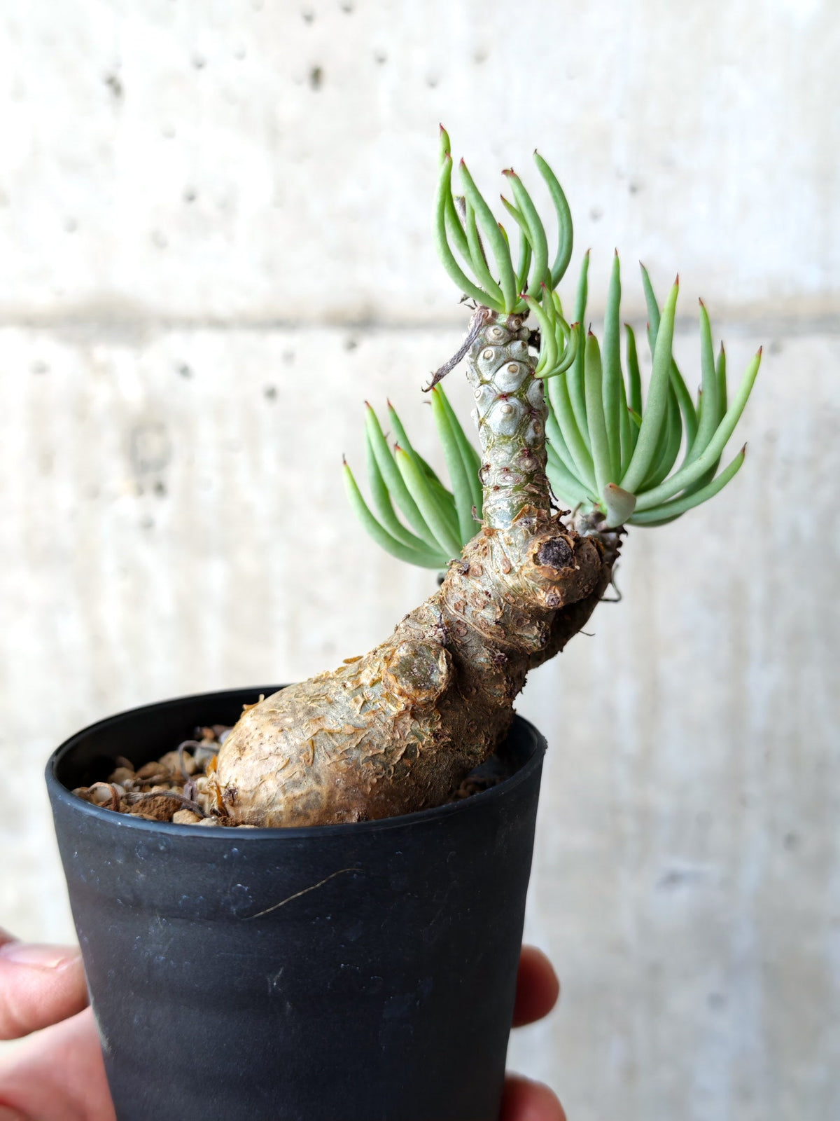 【現品限り】チレコドン・ペアルソニー 現地株 発根済み【M20】 Tylecodon pearsonii