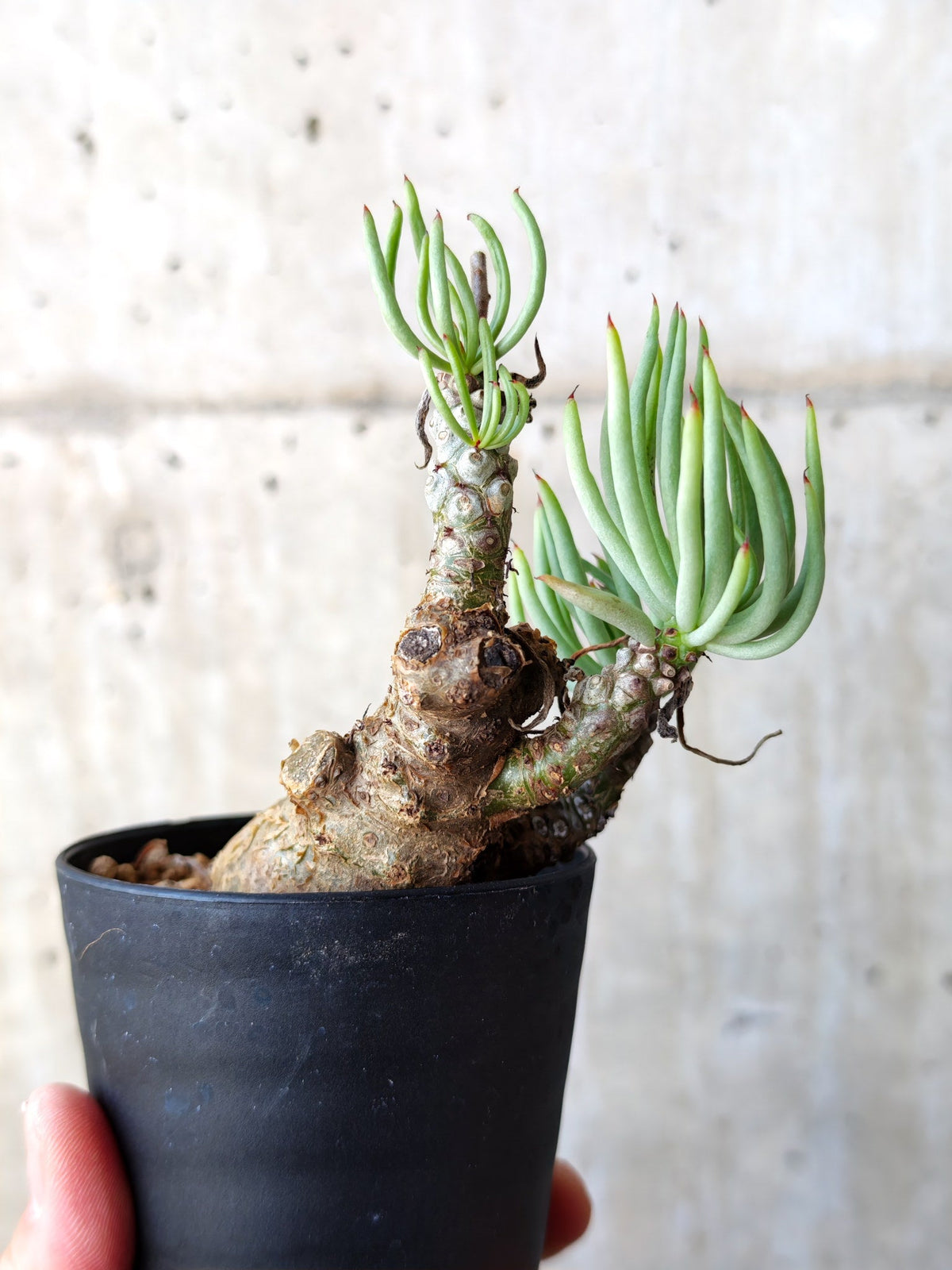 【現品限り】チレコドン・ペアルソニー 現地株 発根済み【M20】 Tylecodon pearsonii