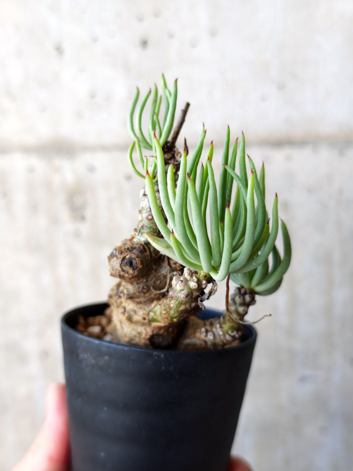 【現品限り】チレコドン・ペアルソニー 現地株 発根済み【M20】 Tylecodon pearsonii