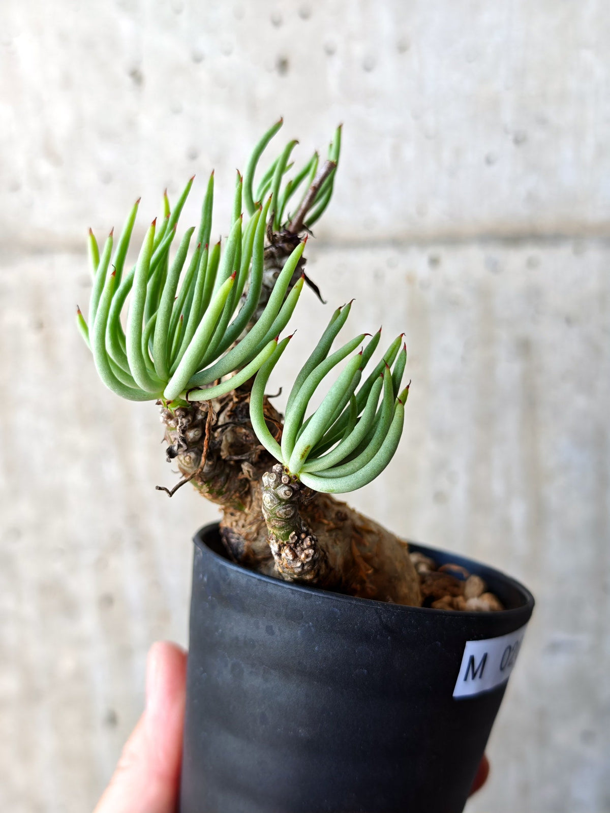 【現品限り】チレコドン・ペアルソニー 現地株 発根済み【M20】 Tylecodon pearsonii