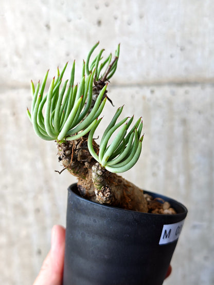 【現品限り】チレコドン・ペアルソニー 現地株 発根済み【M20】 Tylecodon pearsonii