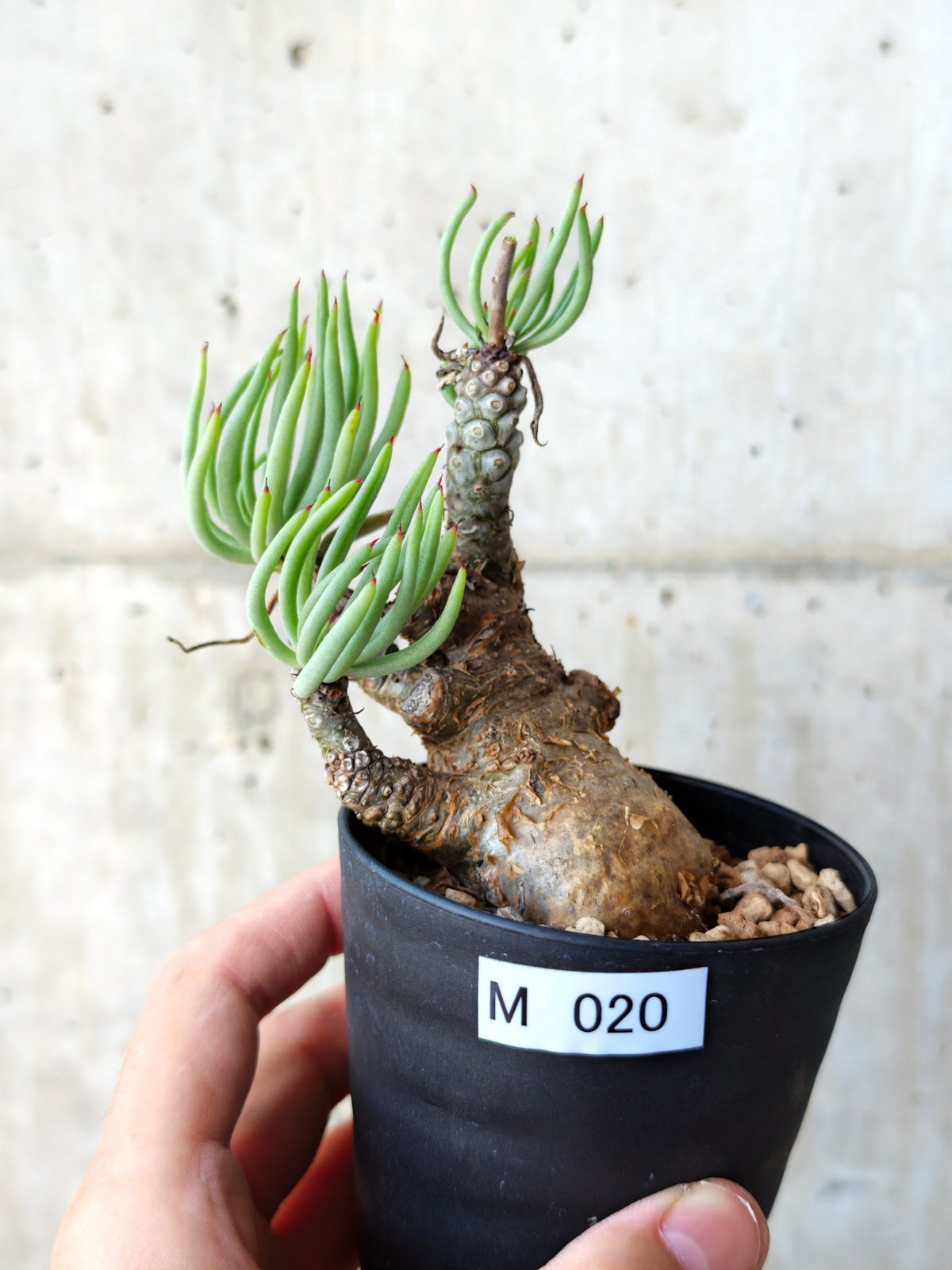 【現品限り】チレコドン・ペアルソニー 現地株 発根済み【M20】 Tylecodon pearsonii