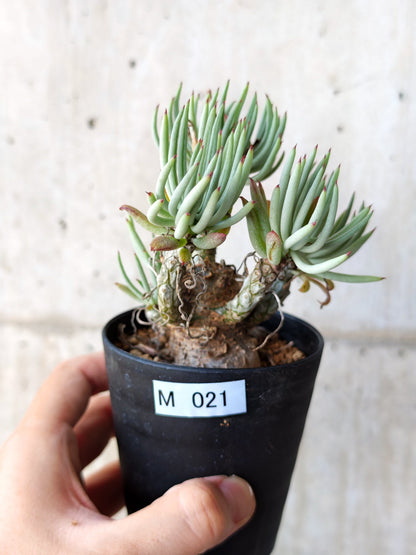 【現品限り】チレコドン・ペアルソニー 現地株 発根済み【M21】 Tylecodon pearsonii