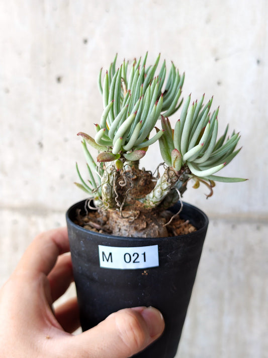 【現品限り】チレコドン・ペアルソニー 現地株 発根済み【M21】 Tylecodon pearsonii