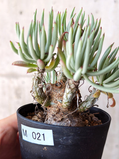 【現品限り】チレコドン・ペアルソニー 現地株 発根済み【M21】 Tylecodon pearsonii