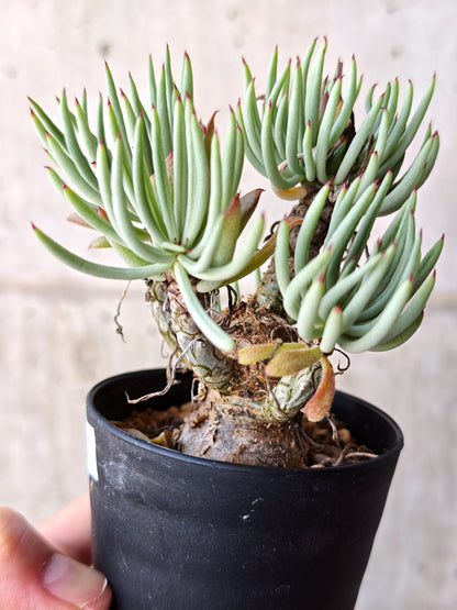 【現品限り】チレコドン・ペアルソニー 現地株 発根済み【M21】 Tylecodon pearsonii