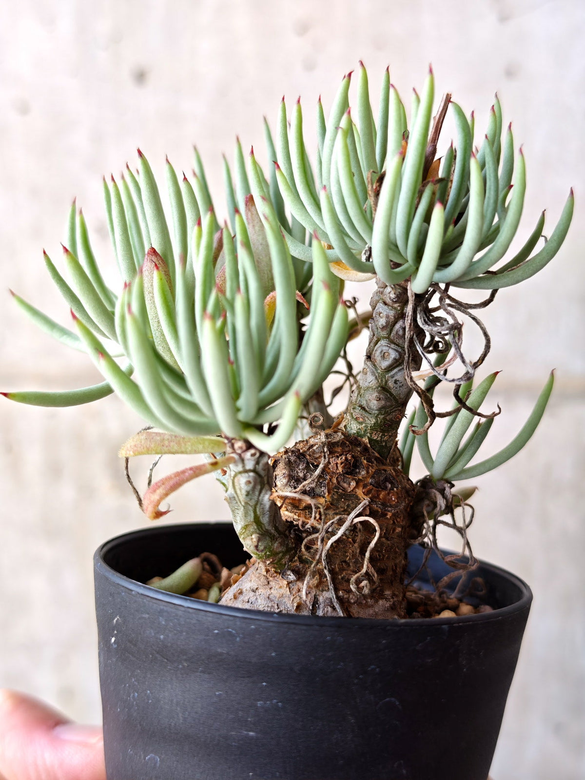 【現品限り】チレコドン・ペアルソニー 現地株 発根済み【M21】 Tylecodon pearsonii