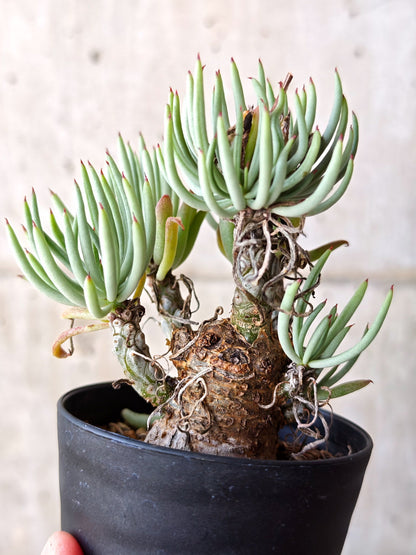 【現品限り】チレコドン・ペアルソニー 現地株 発根済み【M21】 Tylecodon pearsonii