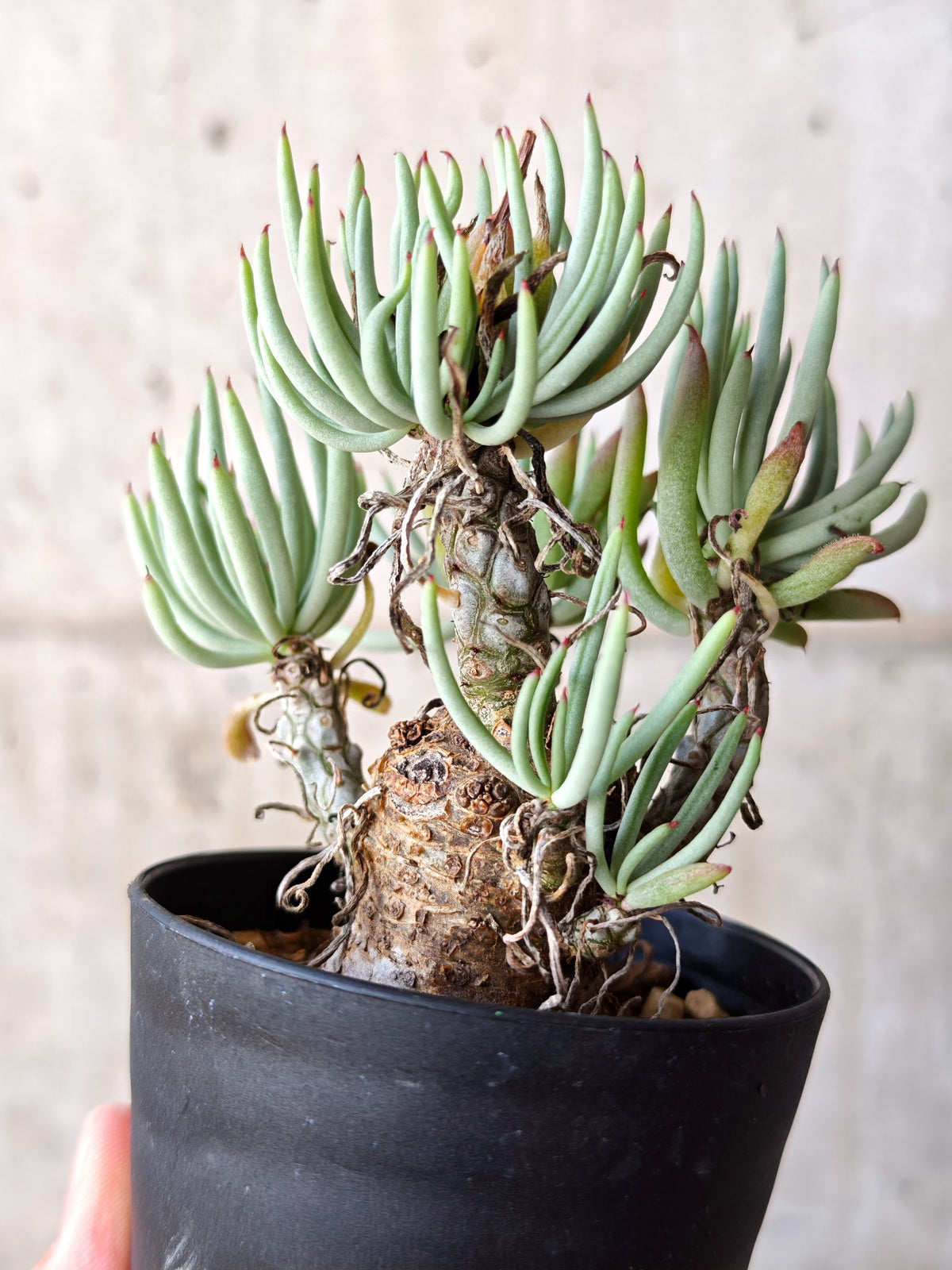 【現品限り】チレコドン・ペアルソニー 現地株 発根済み【M21】 Tylecodon pearsonii