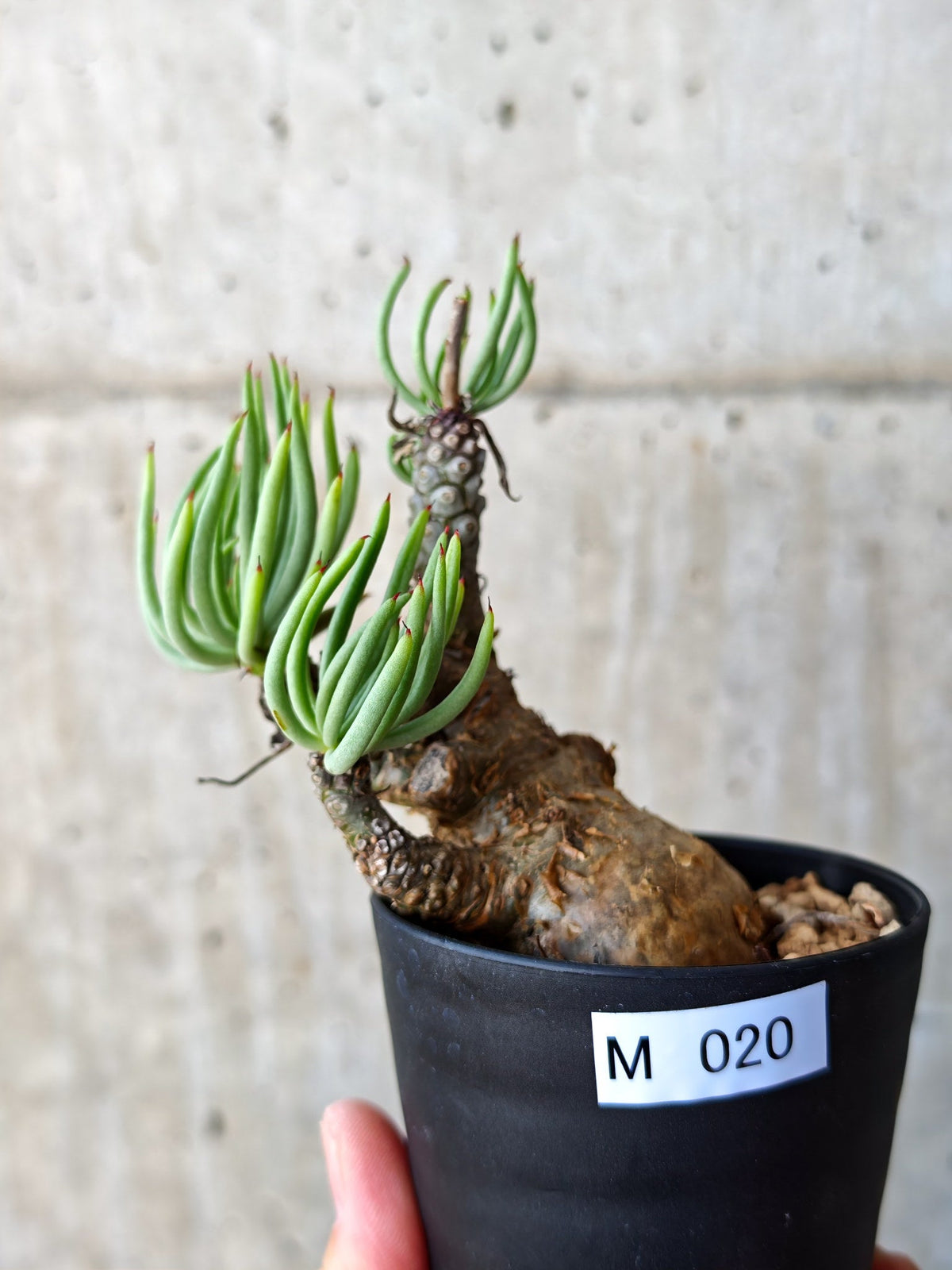 【現品限り】チレコドン・ペアルソニー 現地株 発根済み【M21】 Tylecodon pearsonii