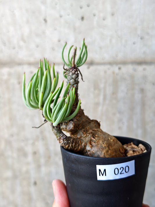 【現品限り】チレコドン・ペアルソニー 現地株 発根済み【M21】 Tylecodon pearsonii