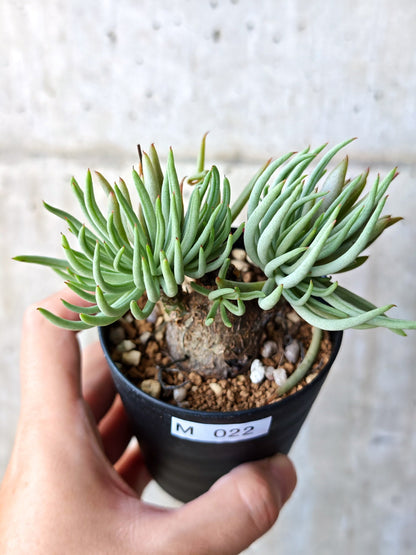 【現品限り】チレコドン・ペアルソニー 現地株 発根済み【M22】 Tylecodon pearsonii