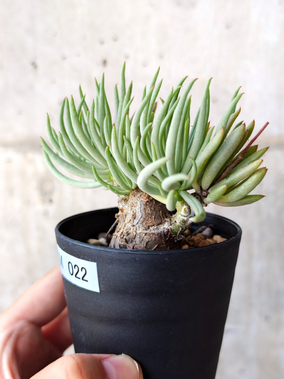 【現品限り】チレコドン・ペアルソニー 現地株 発根済み【M22】 Tylecodon pearsonii