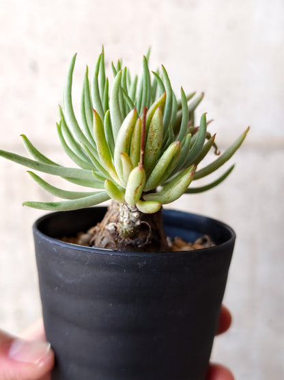 【現品限り】チレコドン・ペアルソニー 現地株 発根済み【M22】 Tylecodon pearsonii