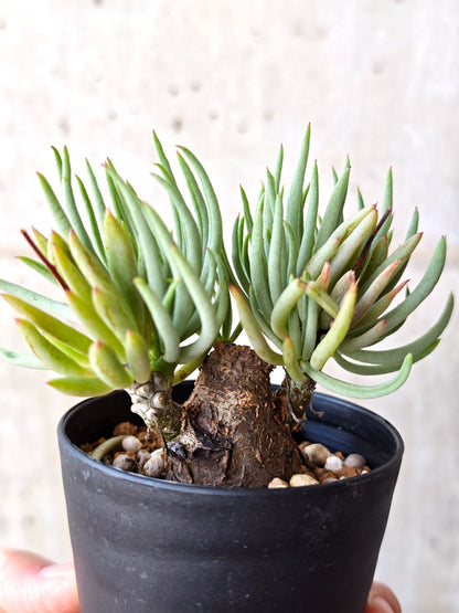 【現品限り】チレコドン・ペアルソニー 現地株 発根済み【M22】 Tylecodon pearsonii