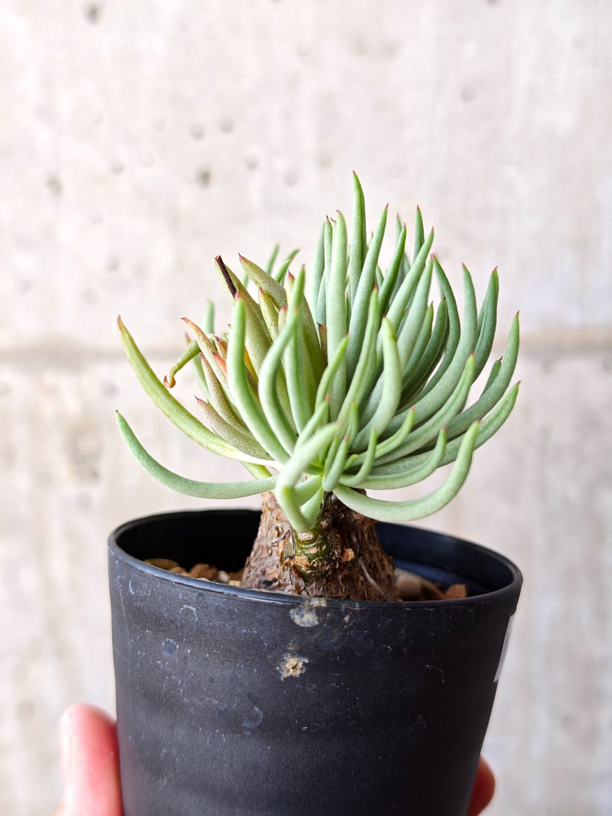 【現品限り】チレコドン・ペアルソニー 現地株 発根済み【M22】 Tylecodon pearsonii