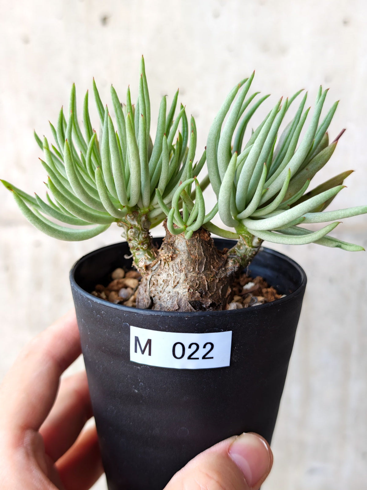 【現品限り】チレコドン・ペアルソニー 現地株 発根済み【M22】 Tylecodon pearsonii