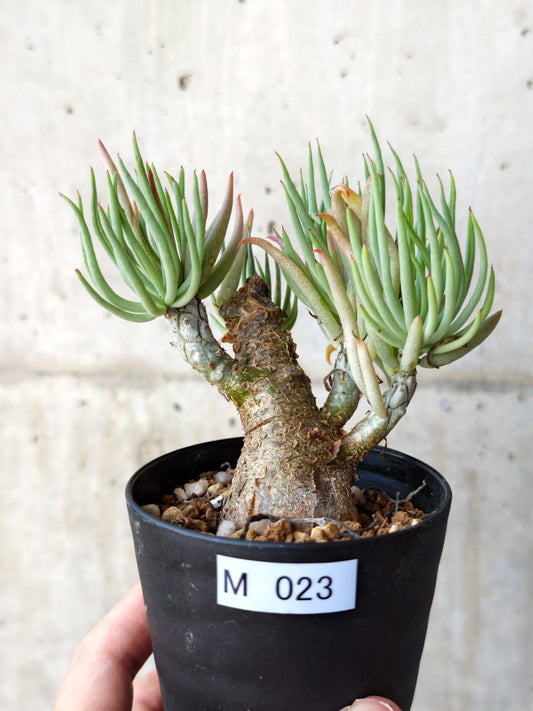 【現品限り】チレコドン・ペアルソニー 現地株 発根済み【M23】 Tylecodon pearsonii