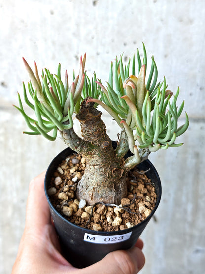 【現品限り】チレコドン・ペアルソニー 現地株 発根済み【M23】 Tylecodon pearsonii