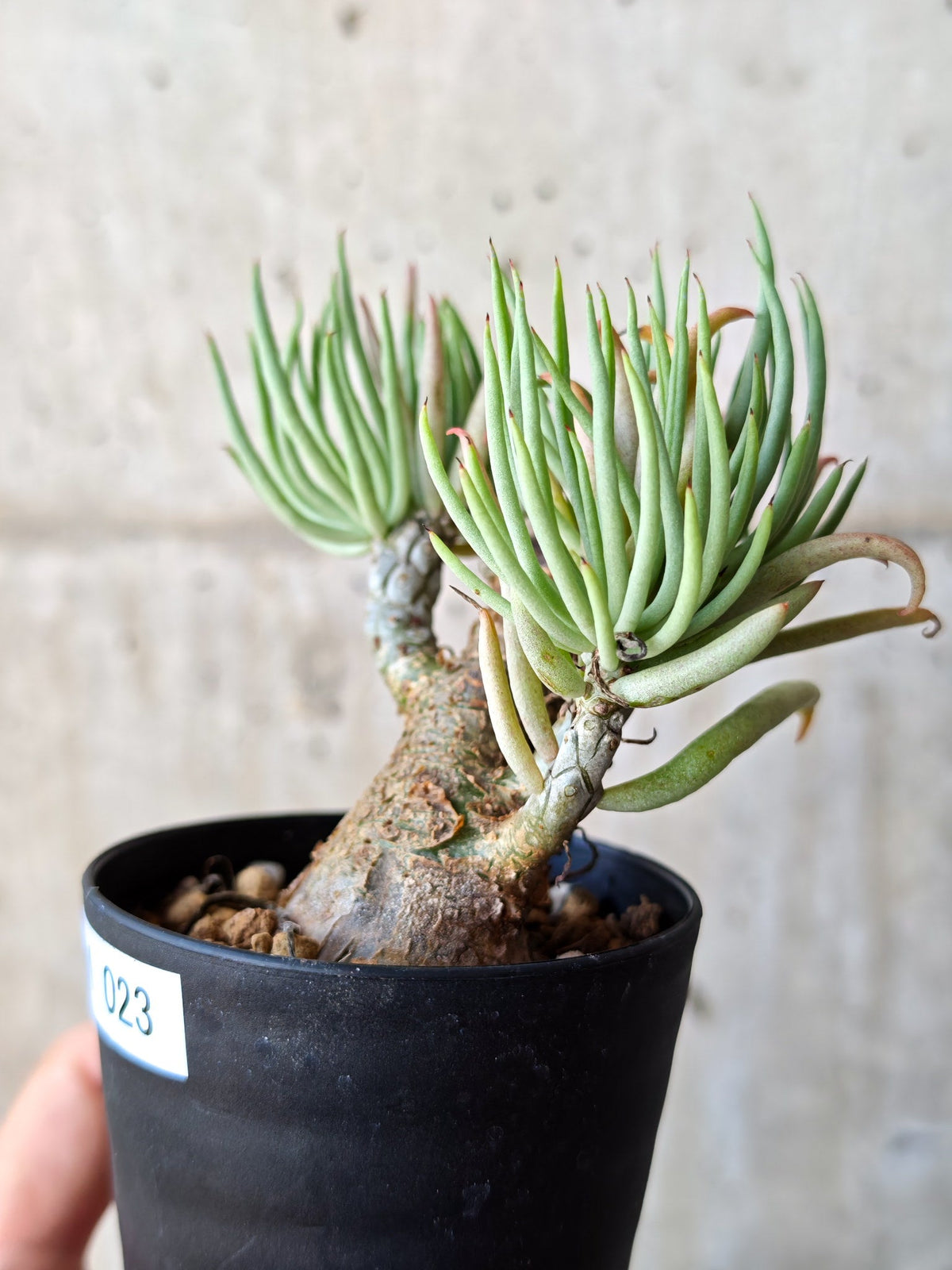 【現品限り】チレコドン・ペアルソニー 現地株 発根済み【M23】 Tylecodon pearsonii
