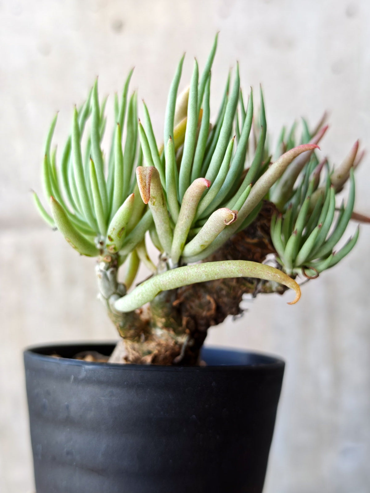 【現品限り】チレコドン・ペアルソニー 現地株 発根済み【M23】 Tylecodon pearsonii
