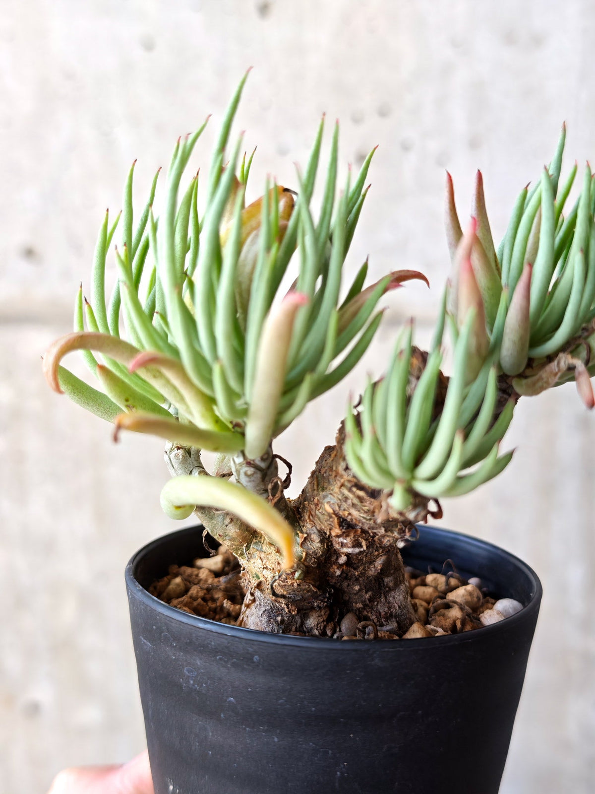 【現品限り】チレコドン・ペアルソニー 現地株 発根済み【M23】 Tylecodon pearsonii