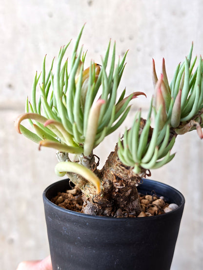 【現品限り】チレコドン・ペアルソニー 現地株 発根済み【M23】 Tylecodon pearsonii