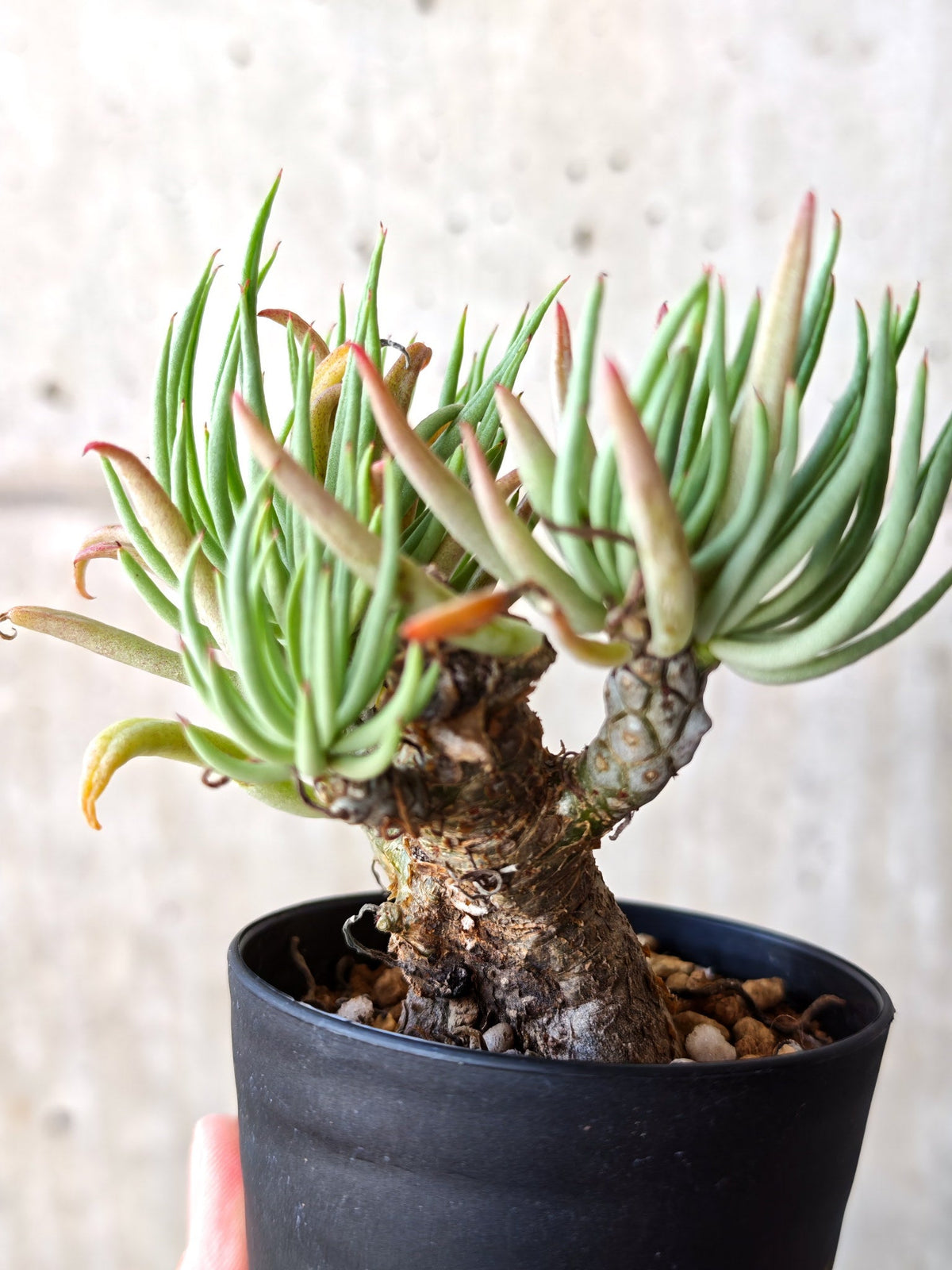 【現品限り】チレコドン・ペアルソニー 現地株 発根済み【M23】 Tylecodon pearsonii