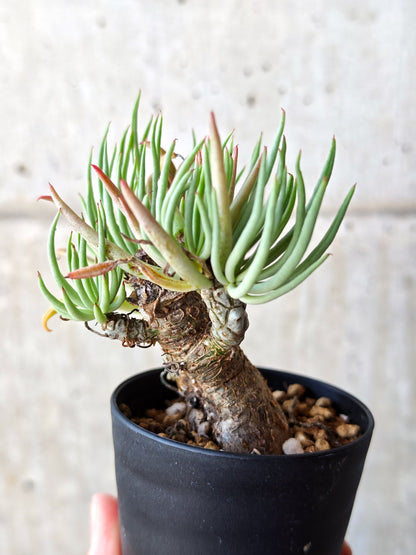 【現品限り】チレコドン・ペアルソニー 現地株 発根済み【M23】 Tylecodon pearsonii