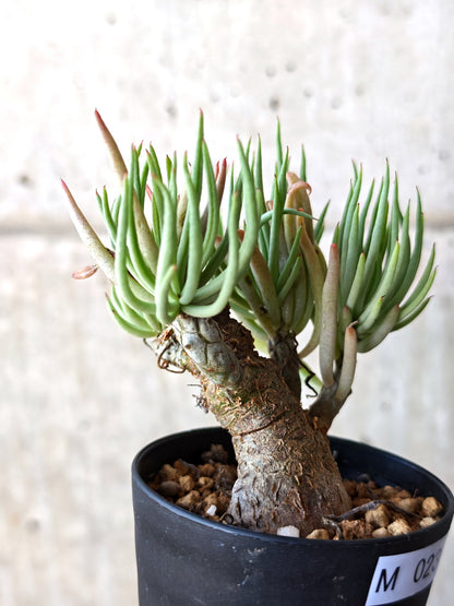 【現品限り】チレコドン・ペアルソニー 現地株 発根済み【M23】 Tylecodon pearsonii