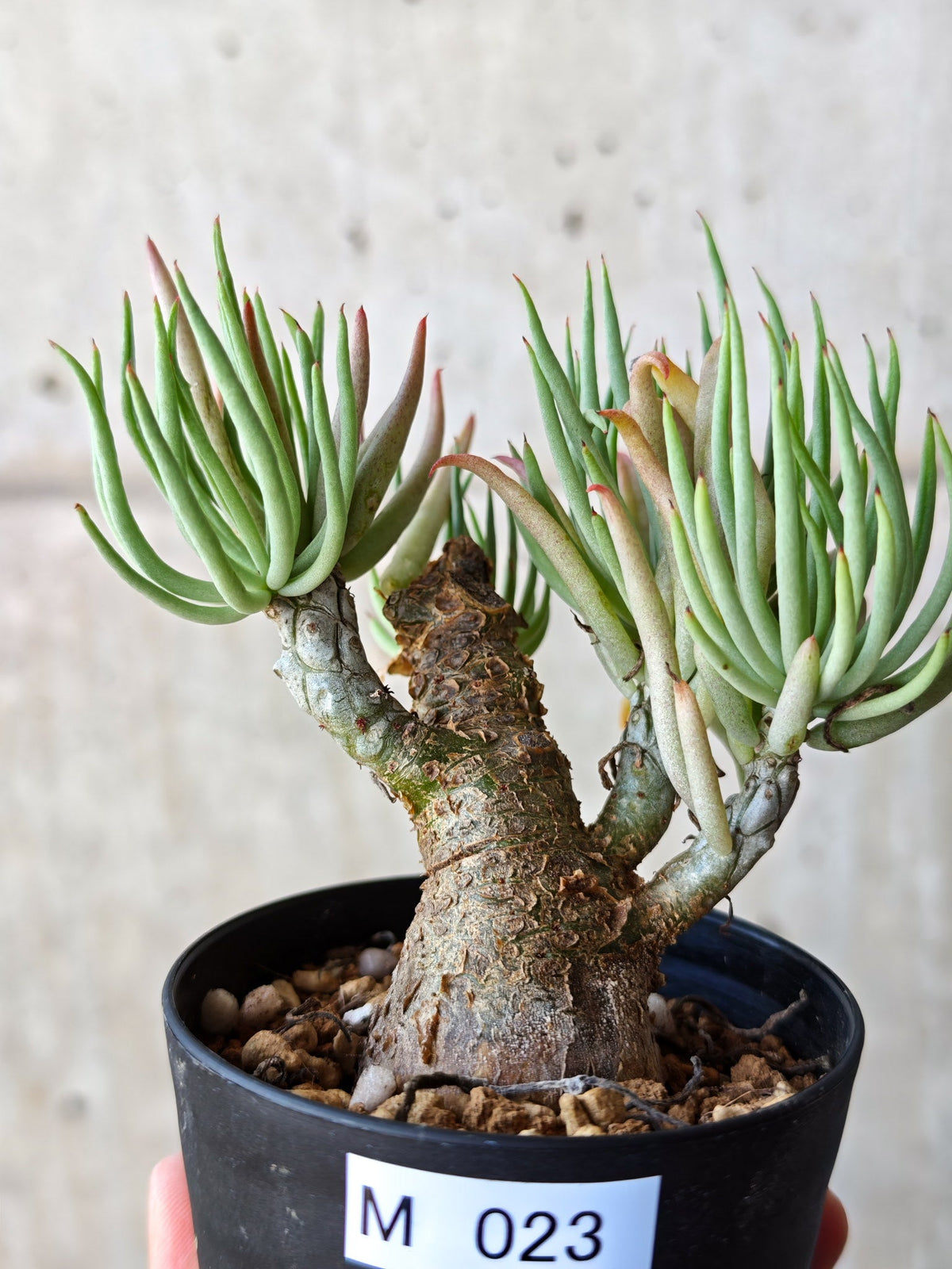 【現品限り】チレコドン・ペアルソニー 現地株 発根済み【M23】 Tylecodon pearsonii