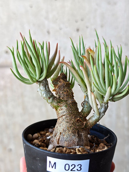 【現品限り】チレコドン・ペアルソニー 現地株 発根済み【M23】 Tylecodon pearsonii