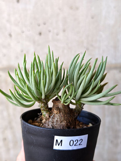 【現品限り】チレコドン・ペアルソニー 現地株 発根済み【M23】 Tylecodon pearsonii