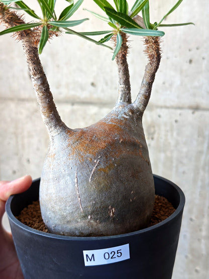 【現品限り】パキポディウム・グラキリス 現地株 発根済み【M25】 Pachypodium gracilius
