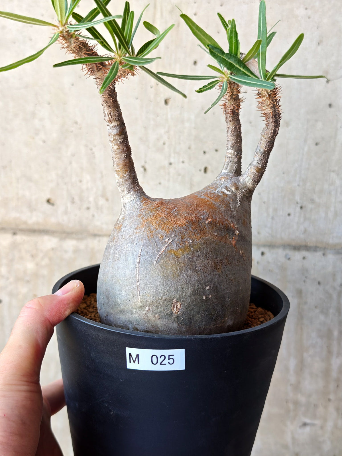 【現品限り】パキポディウム・グラキリス 現地株 発根済み【M25】 Pachypodium gracilius