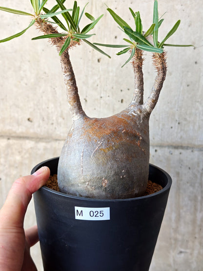 【現品限り】パキポディウム・グラキリス 現地株 発根済み【M25】 Pachypodium gracilius