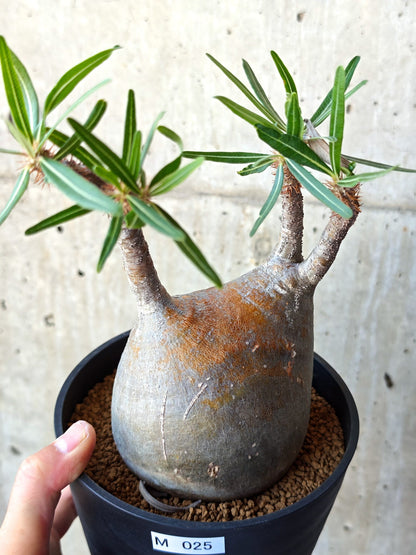 【現品限り】パキポディウム・グラキリス 現地株 発根済み【M25】 Pachypodium gracilius