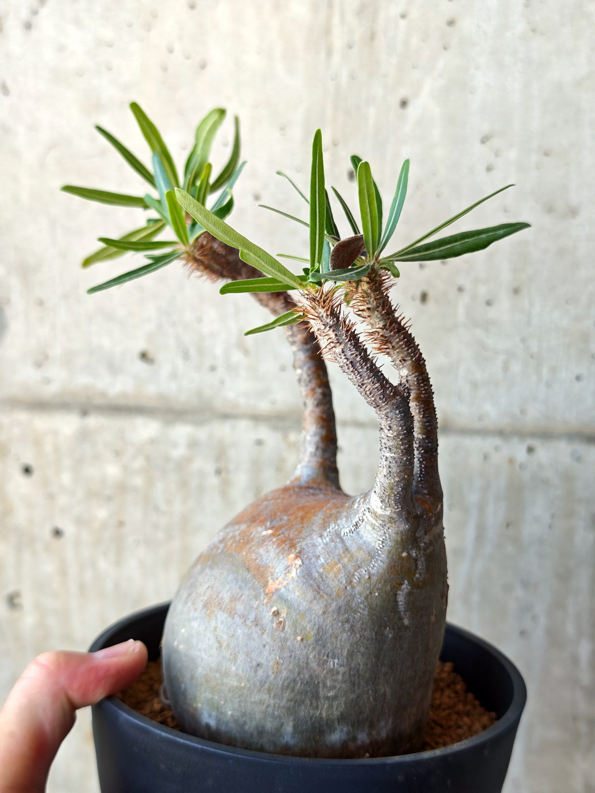 【現品限り】パキポディウム・グラキリス 現地株 発根済み【M25】 Pachypodium gracilius