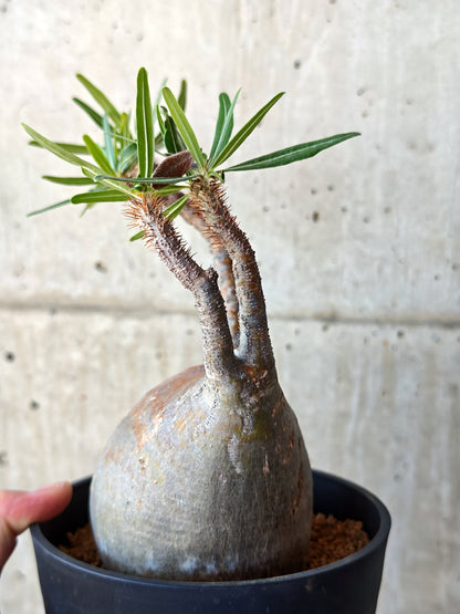 【現品限り】パキポディウム・グラキリス 現地株 発根済み【M25】 Pachypodium gracilius