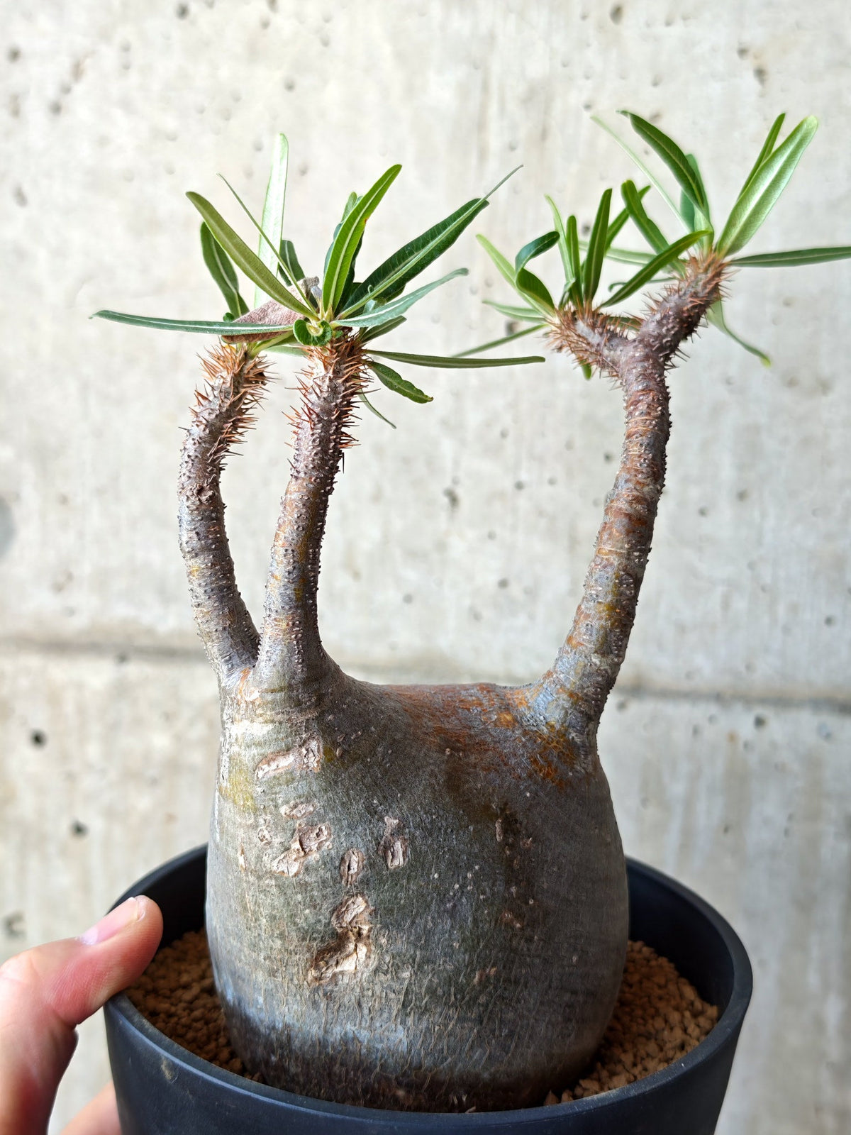 【現品限り】パキポディウム・グラキリス 現地株 発根済み【M25】 Pachypodium gracilius
