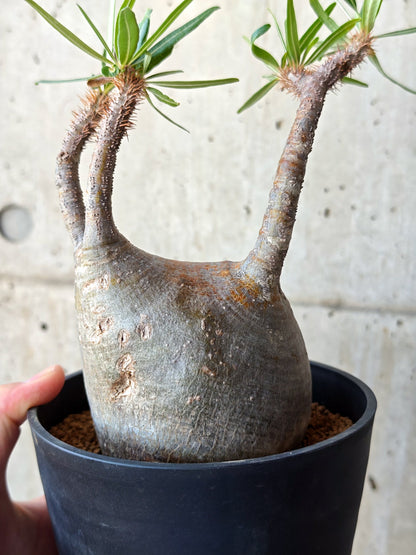 【現品限り】パキポディウム・グラキリス 現地株 発根済み【M25】 Pachypodium gracilius