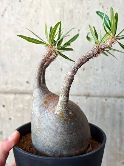 【現品限り】パキポディウム・グラキリス 現地株 発根済み【M25】 Pachypodium gracilius