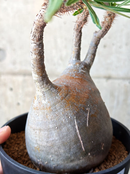 【現品限り】パキポディウム・グラキリス 現地株 発根済み【M25】 Pachypodium gracilius
