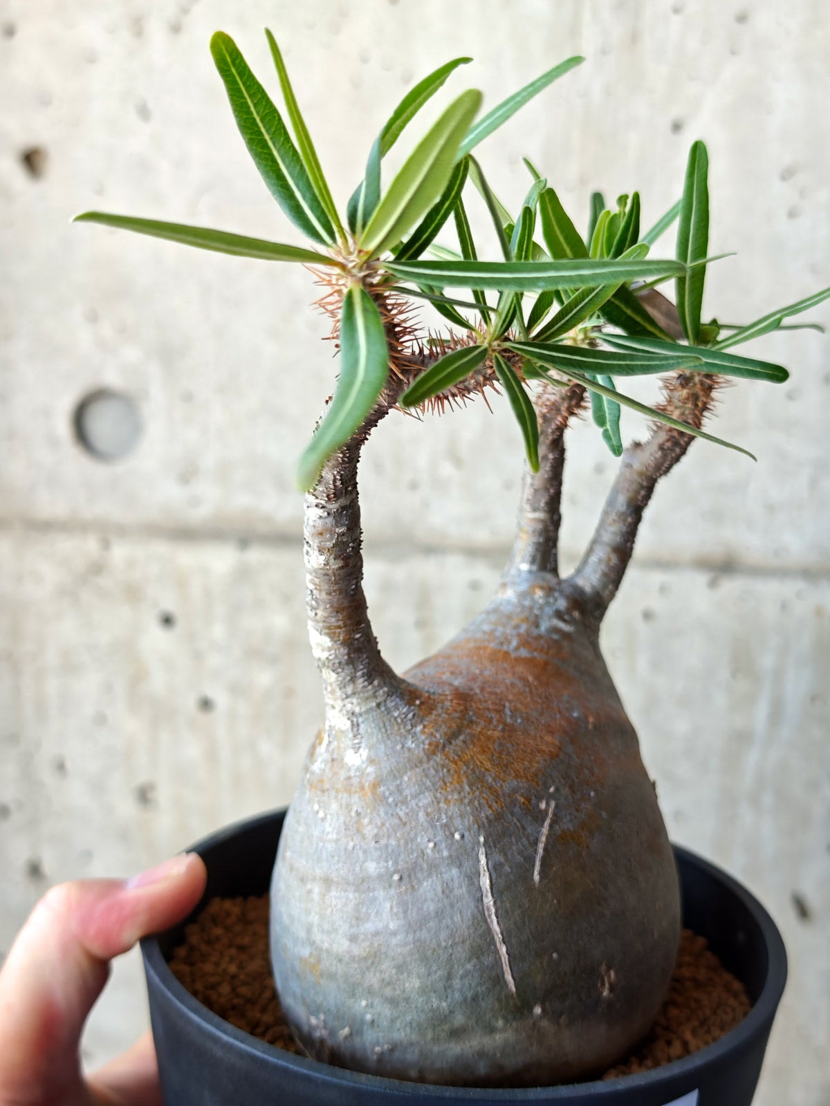 【現品限り】パキポディウム・グラキリス 現地株 発根済み【M25】 Pachypodium gracilius